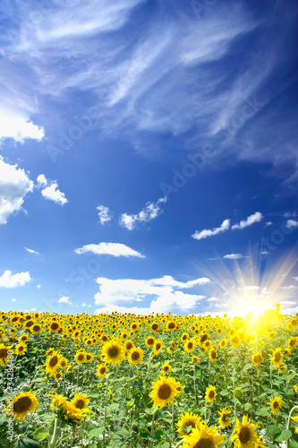 Sunflowers field by summertime.