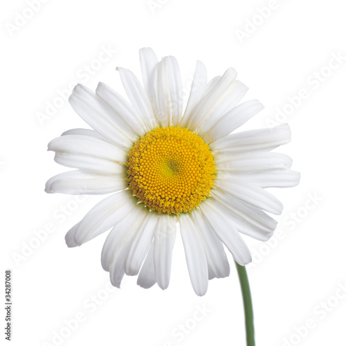White camomiles isolated on a white