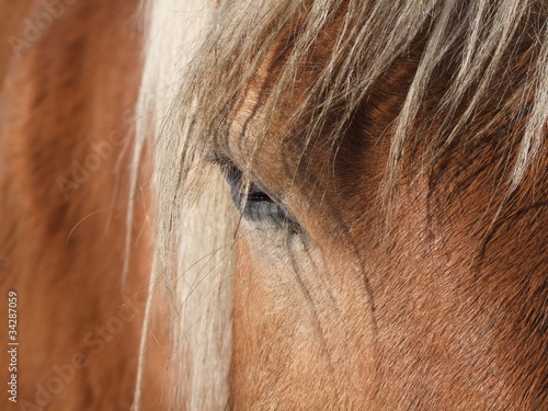 Auge eines Pferdes  Detail