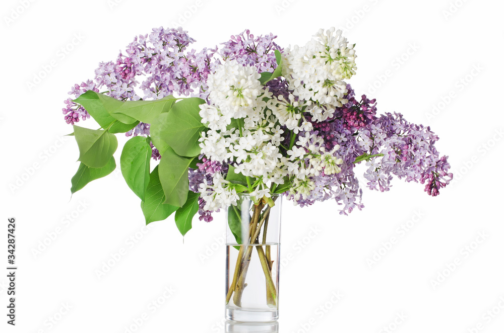 The beautiful lilac isolated on white The beautiful lilac isolated on white