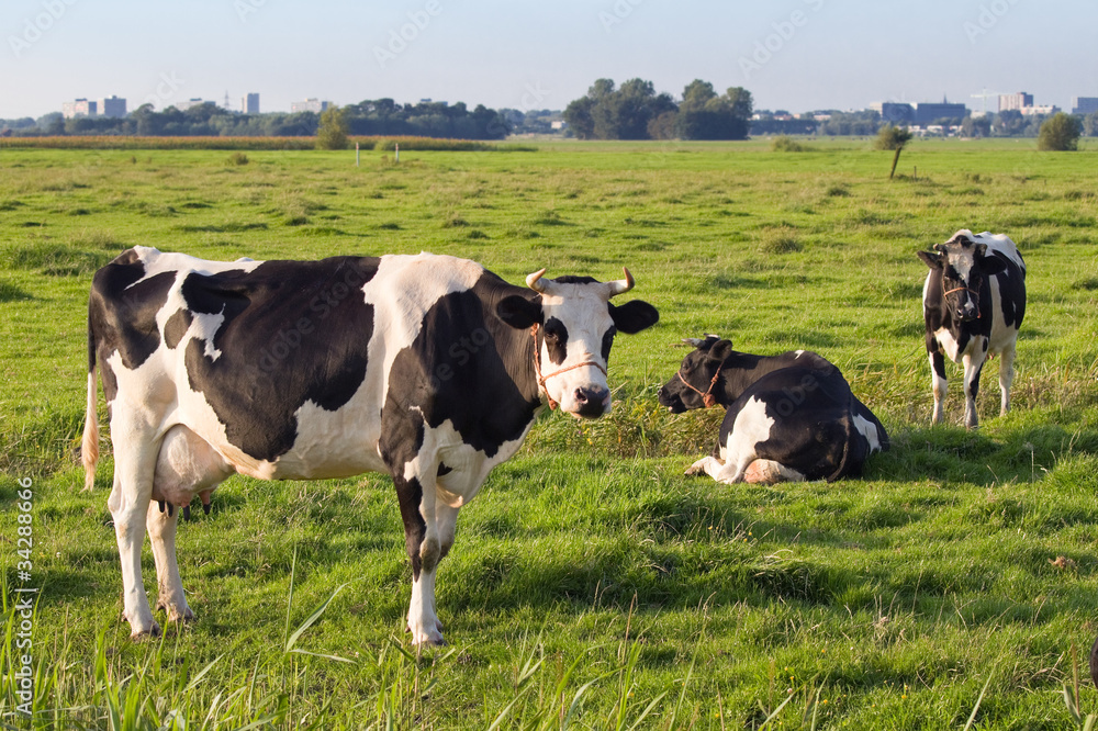 Dutch polder with a few Friesian Dairy milch cows