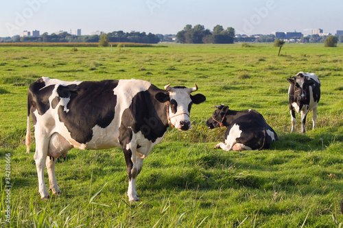 Dutch polder with a few Friesian Dairy milch cows