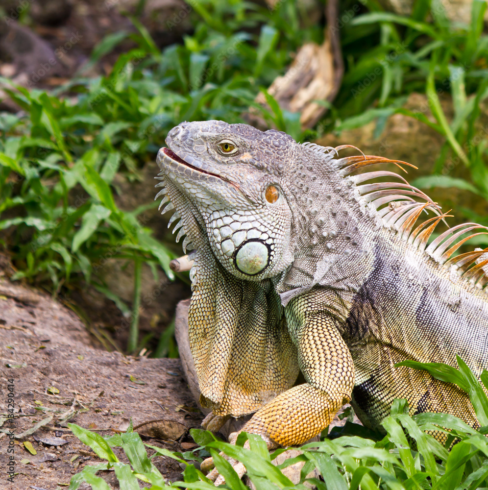 Green iguana on ground and green grass Green iguana on ground and green grass