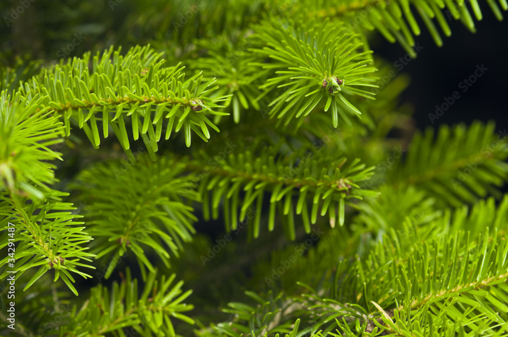 Green branches of a Christmas tree