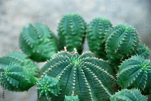 Wallpaper Mural Green group Torontodigital.ca
