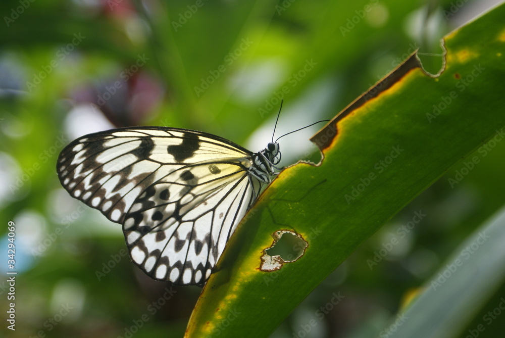 Fototapeta premium ิีbutterful on leaf