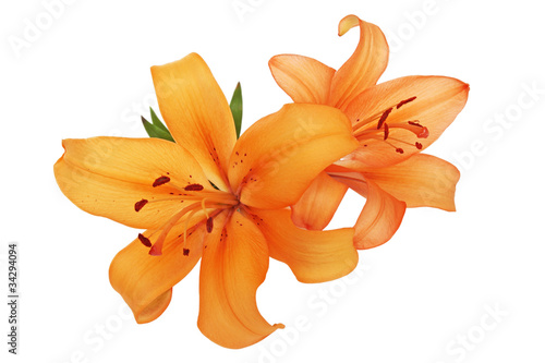 Fototapeta Naklejka Na Ścianę i Meble -  lilies on white