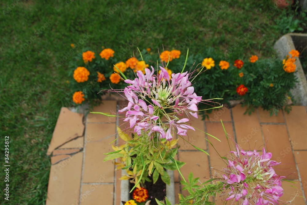 Naklejka premium jardiniere