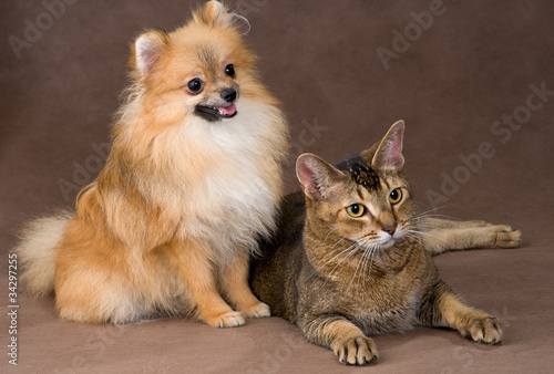 Cat and puppy  in studio