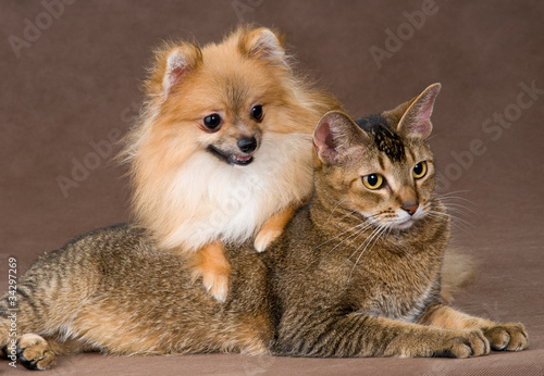 Fototapeta Naklejka Na Ścianę i Meble -  Cat and puppy  in studio