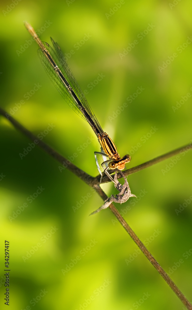 Damigella (Platycnemis pennipes)