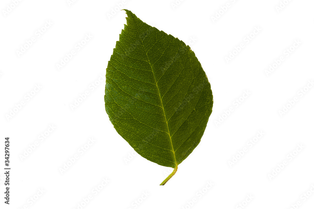 Green walnut leaf isolated on white background Green walnut leaf isolated on white background