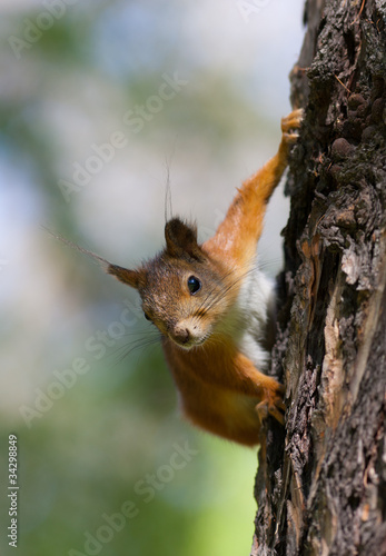 squirrel on a pine