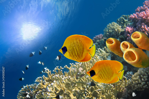 Masked butterfly fish (Chaetodon semilarvatus) and Tube Sponges