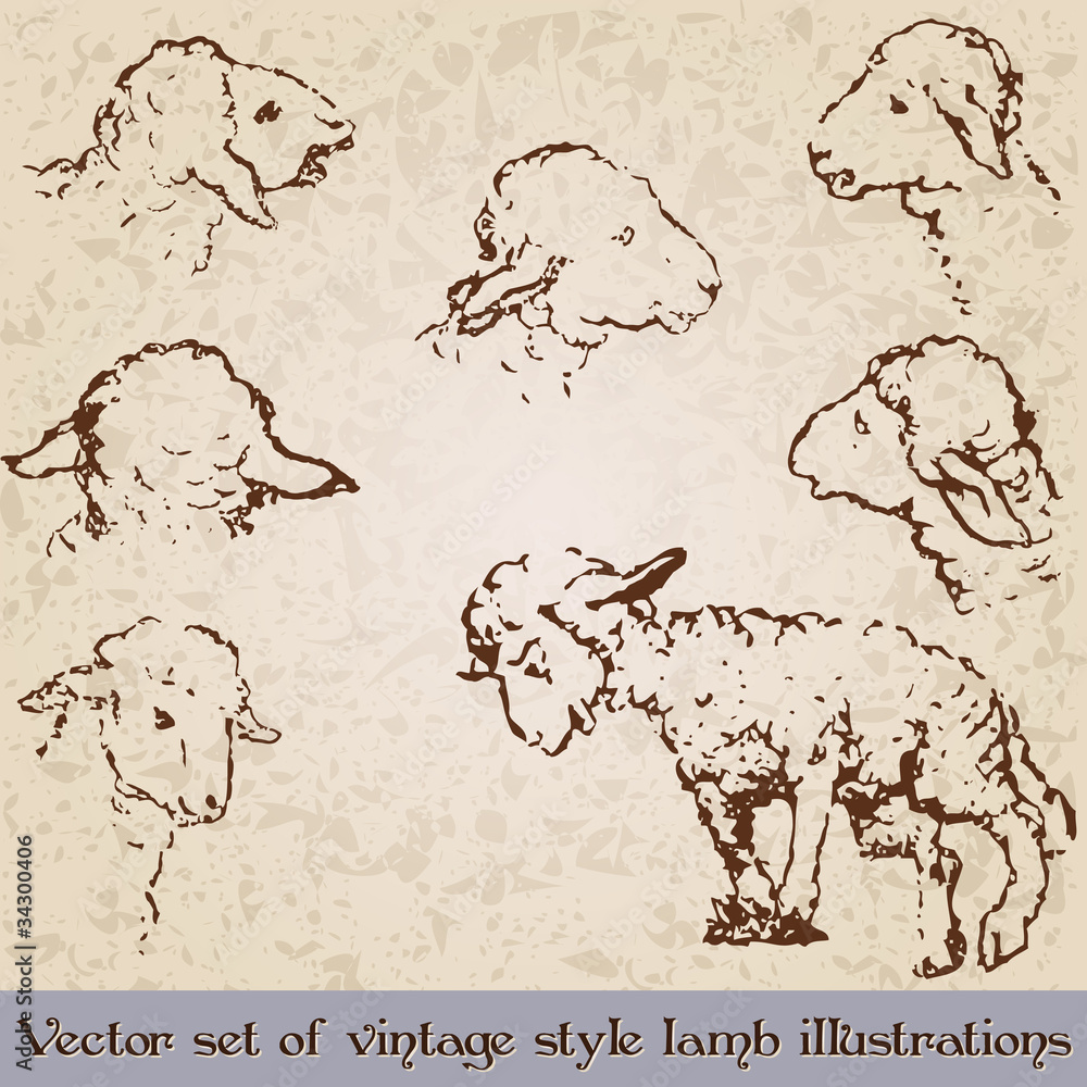 Fototapeta premium Vintage style cute lamb illustrations