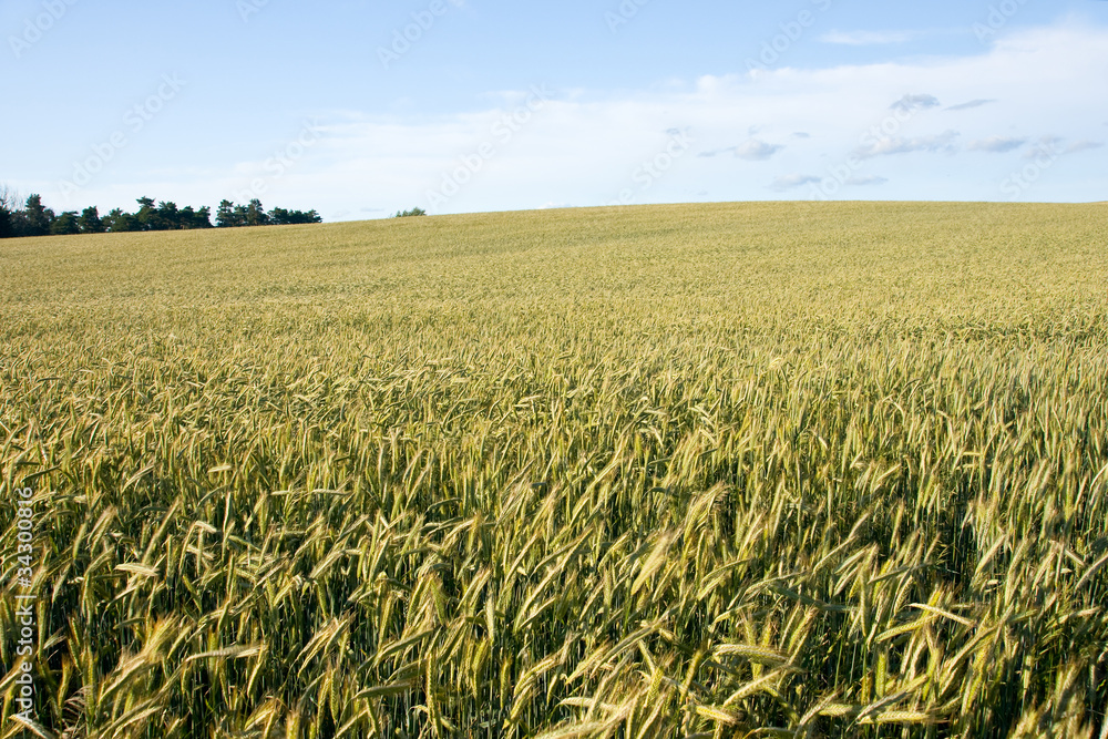 Fototapeta premium Barley