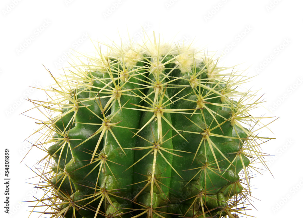 Kaktus Kaktus