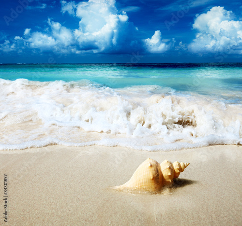 seashell on the beach © Iakov Kalinin