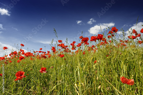 Poppies in barley field with trees in background #34303474