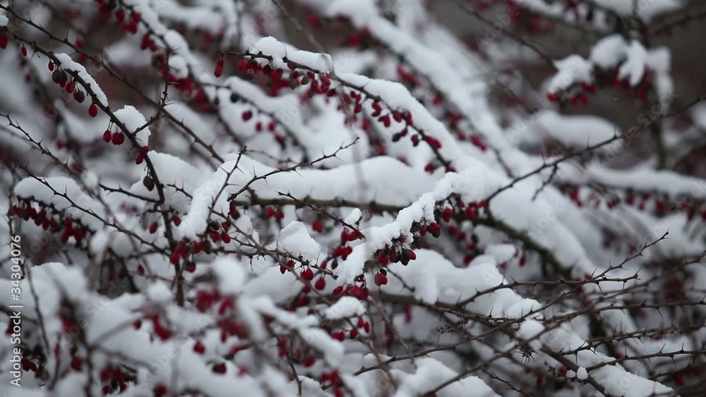 Viburnum bush in winter Viburnum bush in winter