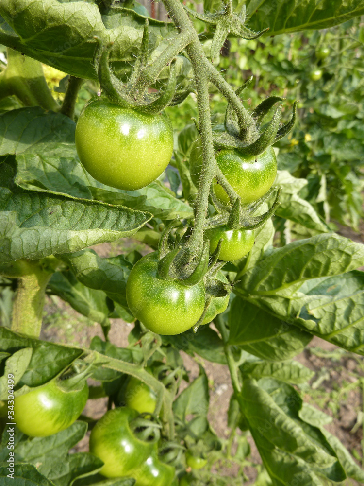Green Tomatoes Growing