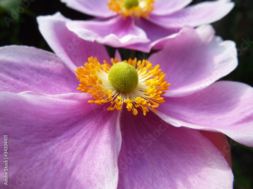 Close Up Japanese Anemone