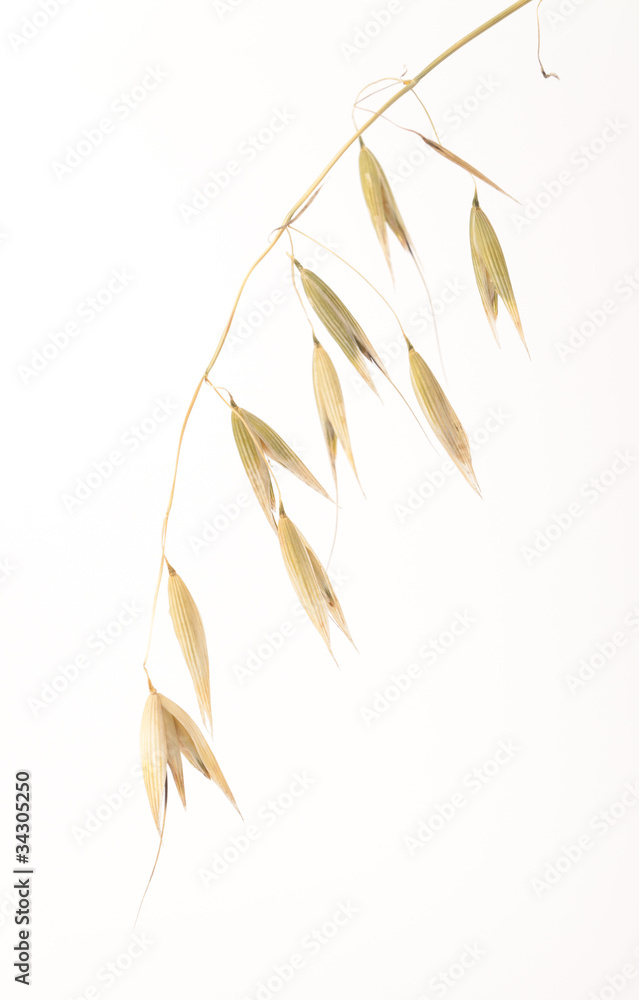 Oat Oat