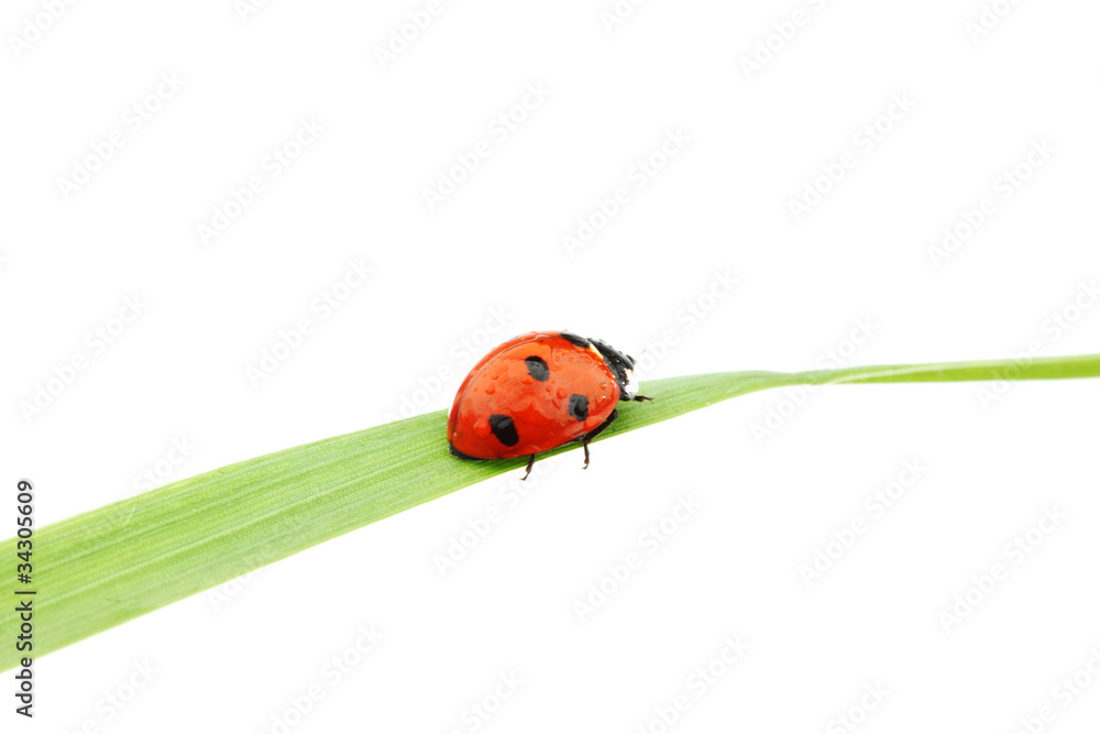 ladybug on grass ladybug on grass