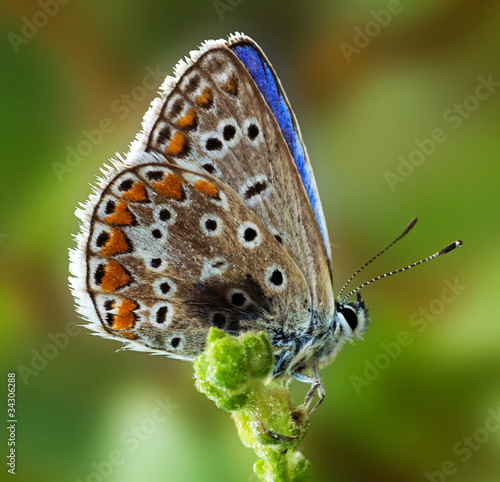 Butterfly (Due Lycaenidae) © Robbic