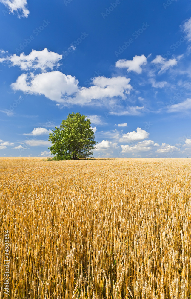 Naklejka premium alone tree in wheat field