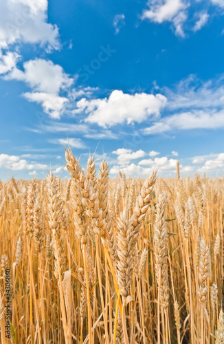 gold ears of wheat under sky