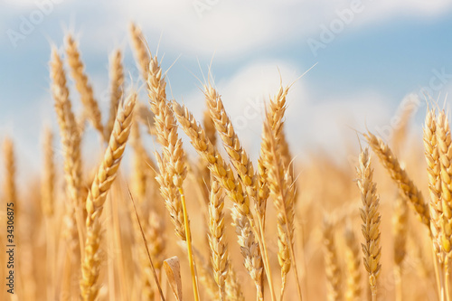 gold ears of wheat under sky