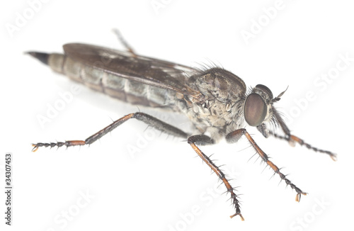 Robber fly isolated on white background