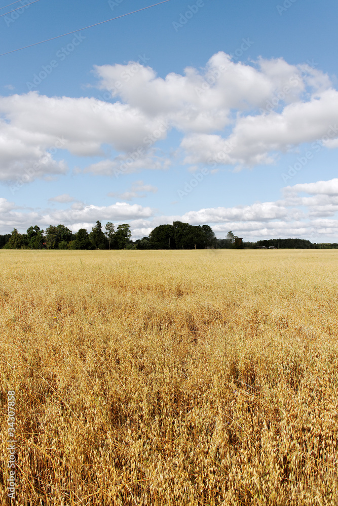 Oat field.