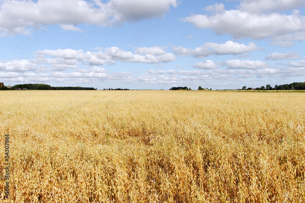 Oat field.