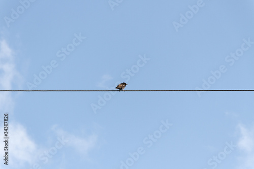 Bird on wire. © Janis Smits