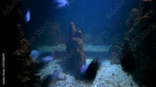 Wallpaper Mural Fish swimming Torontodigital.ca