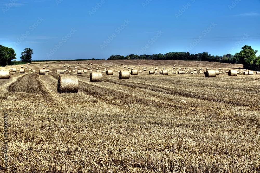 Naklejka premium Le temps des moissons