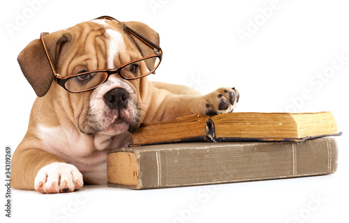 Photography trained dogs in glasses with books
