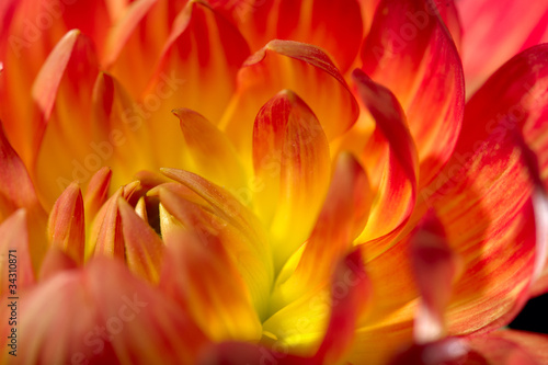 chrysanthemum