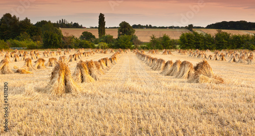 Принти на полотні Wheat sheaves