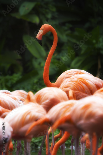 Flamingo group in Africa.