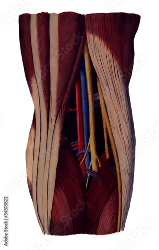 popliteal fossa photo