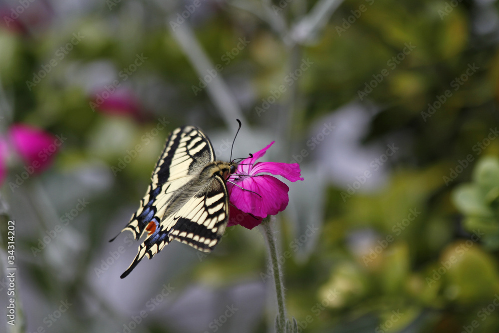 Obraz premium Schwalbenschwanz