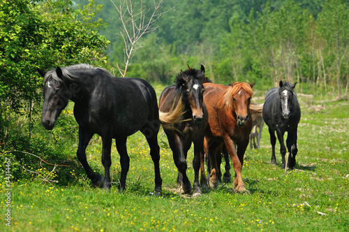 herd of horses on pasture © predrag1