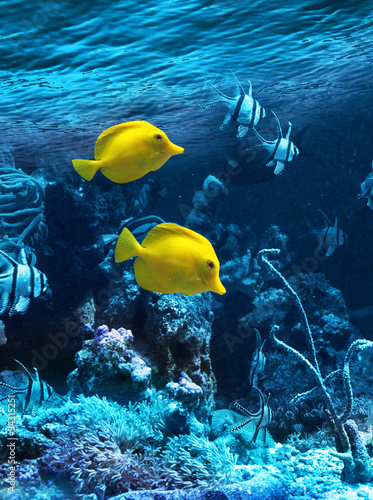 Two yellow tropical fishes #34315251