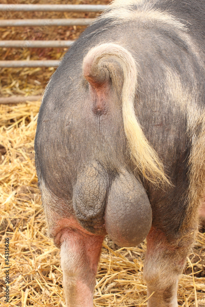 rear view of a big pig and his testicles Stock Photo | Adobe Stock
