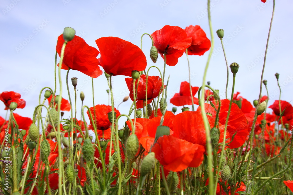Obraz premium Fields of poppies in spring in France