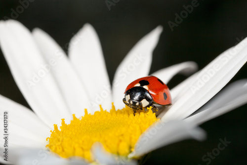 Ladybird or Ladybug Beetle