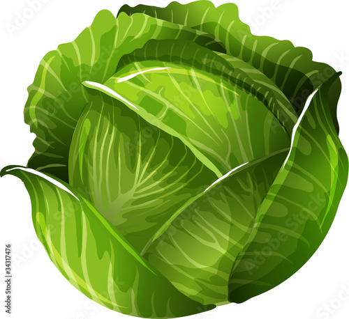 Cabbage Fototapeta